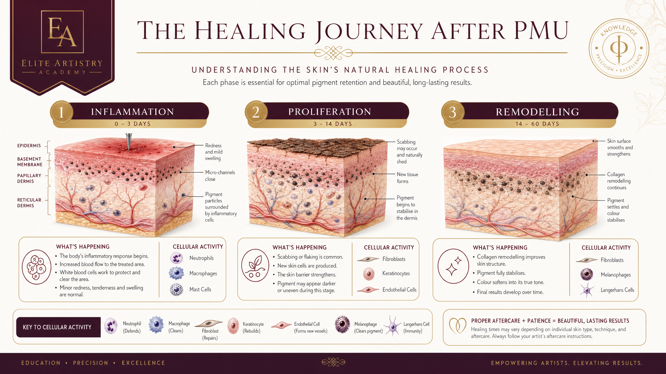 skin anatomy healing response